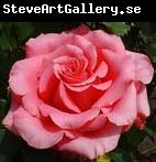 unknow artist Realistic Pink Rose